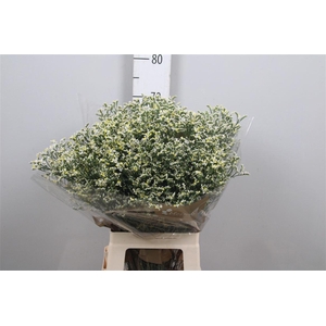 Limonium Sinense China White
