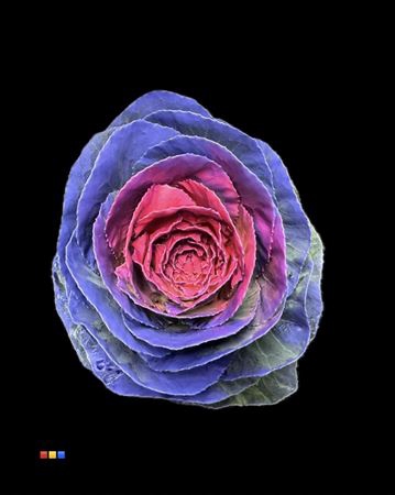 Brassica Purple - Pink