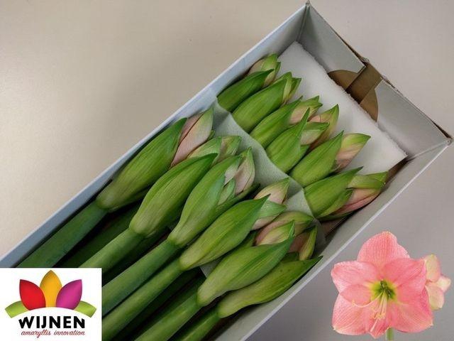 <h4>HIPP DI PARIS</h4>