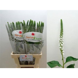Lysimachia Moonlight