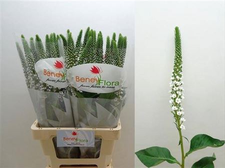 <h4>Lysimachia Moonlight</h4>