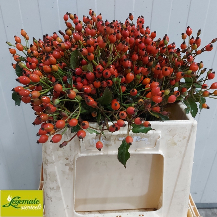 <h4>Rosa Magic Miracle Legemate</h4>