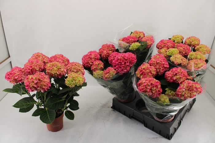 <h4>HYDR M EARLY ROSA</h4>