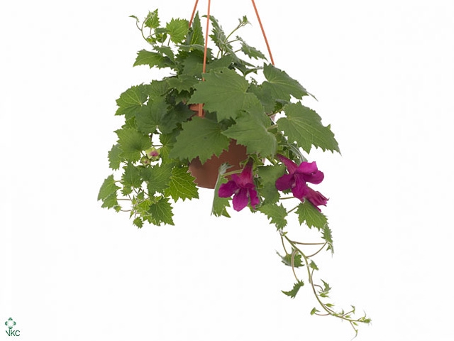 Lophospermum  'Lofos Wine Red'