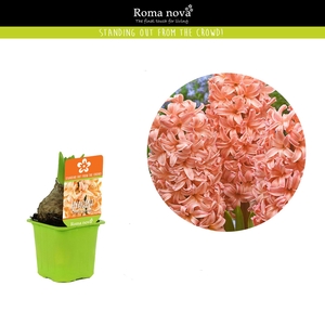 Hyacinthus Gipsy Queen