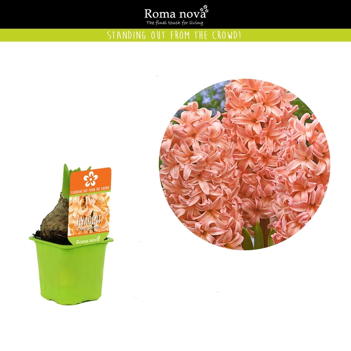 <h4>Hyacinthus Gipsy Queen</h4>