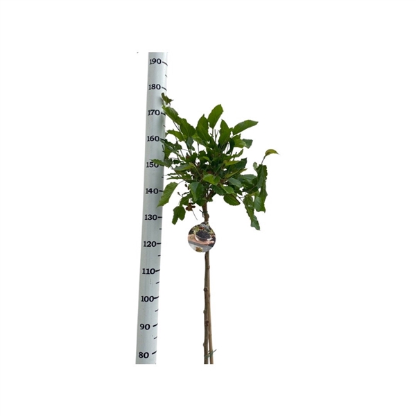 <h4>Morus rotundiloba 'Mojo Berry' 100 cm</h4>