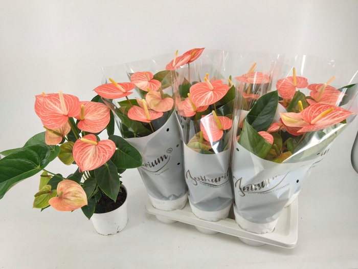 <h4>ANTHU AN LIVI ORANGE</h4>