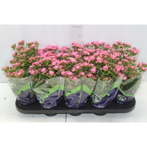 KALANCHOE DOBRADO P11 PINK
