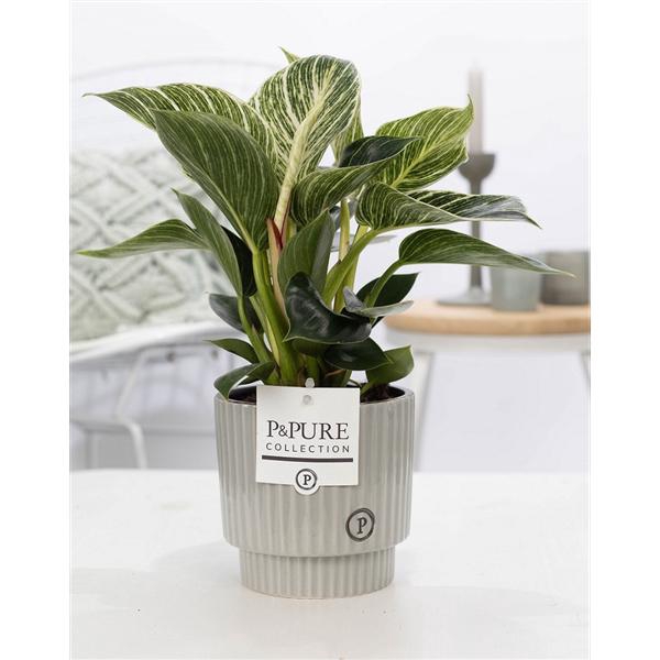 <h4>Philodendron White Wave in P&PURE Ivy ceramics shiny white</h4>