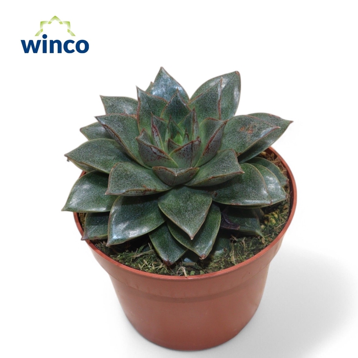 <h4>Echeveria Purpurea</h4>
