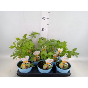 Levisticum officinale