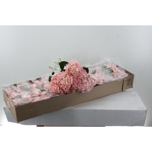 Hydr Light Pink Select Box
