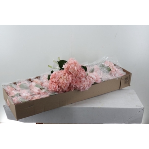 Hydr Light Pink Premium Box