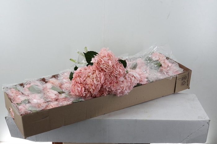 <h4>Hydr Light Pink Select Box</h4>