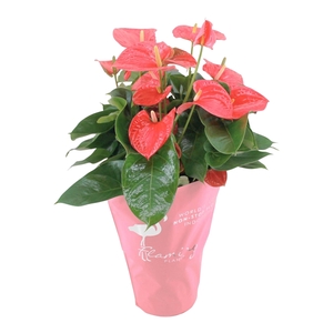 Anthurium XL.31 Arisa Pink 21cm