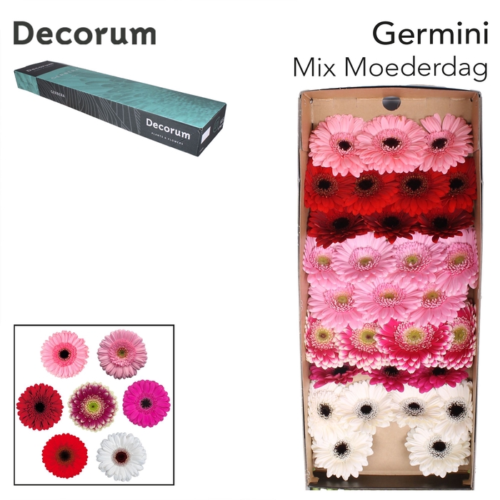 <h4>Germini Mix Moederdag Doos</h4>