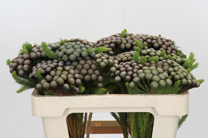 <h4>BRUN ALBIFLORA</h4>