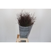 Panicum Warrior