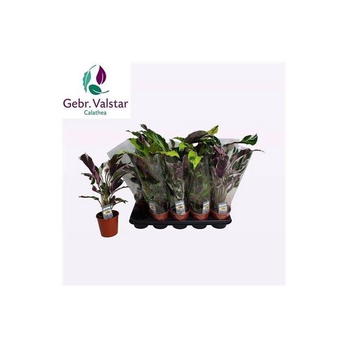 <h4>Calat Gem 2 Srt</h4>