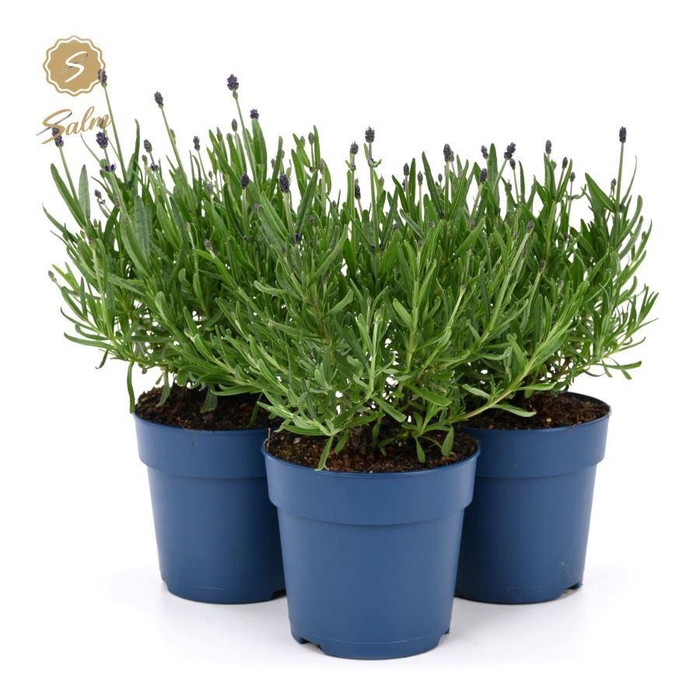 <h4>Lavandula ang. 'Felice'® Collection P12</h4>