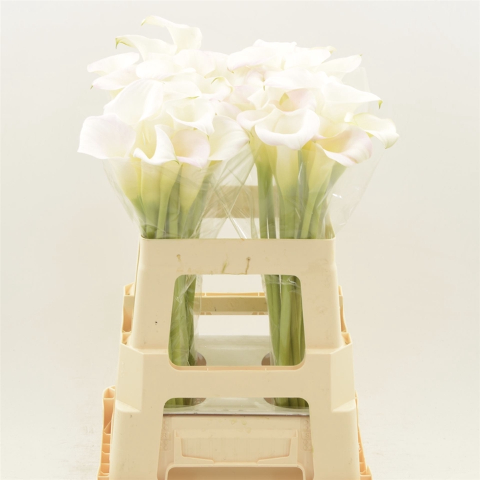 <h4>Calla Ivory Art</h4>