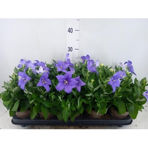 Platycodon grand. 'Astra Blue'
