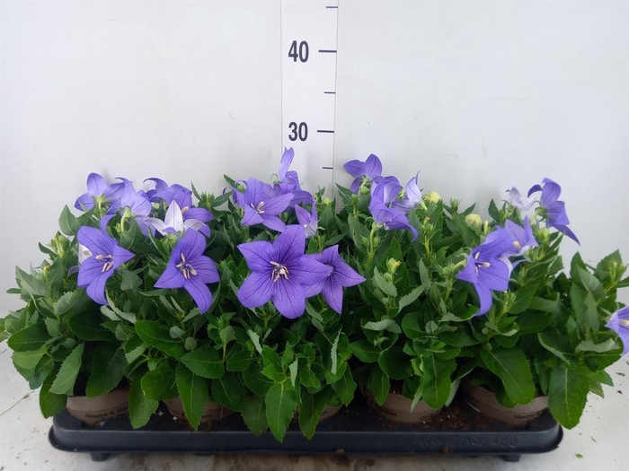<h4>Platycodon grand. 'Astra Blue'</h4>