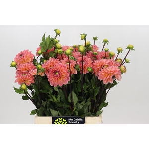 Dahlia Peachy Wizard