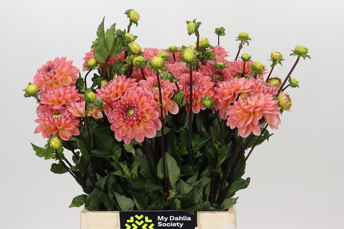 <h4>Dahlia Peachy Wizard</h4>