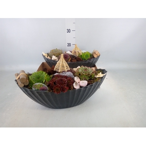 Arr.  Sempervivum L%