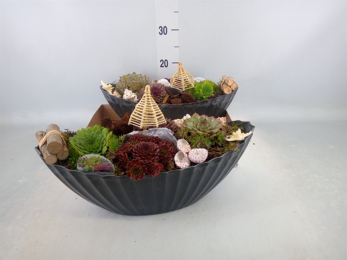 <h4>Arr.  Sempervivum L%</h4>