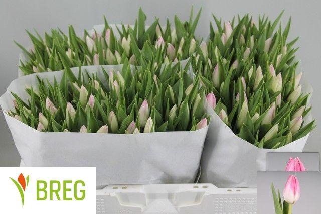 <h4>TU EN FIRST CLASS</h4>