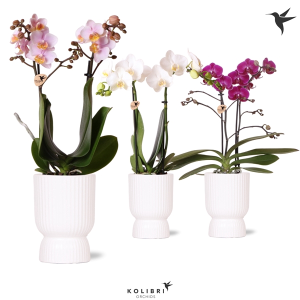 <h4>Kolibri Orchids Phalaenopsis mix 2 spike in Diabolo pot white</h4>