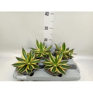 Agave lophantha 'Quadricolor'