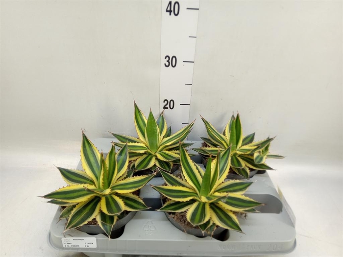 <h4>Agave lophantha 'Quadricolor'</h4>