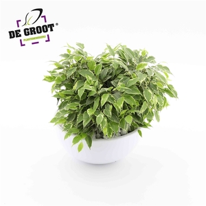 Arrangement Ficus kinky in schaal