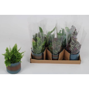 Plant mixed 9Ø 12cm