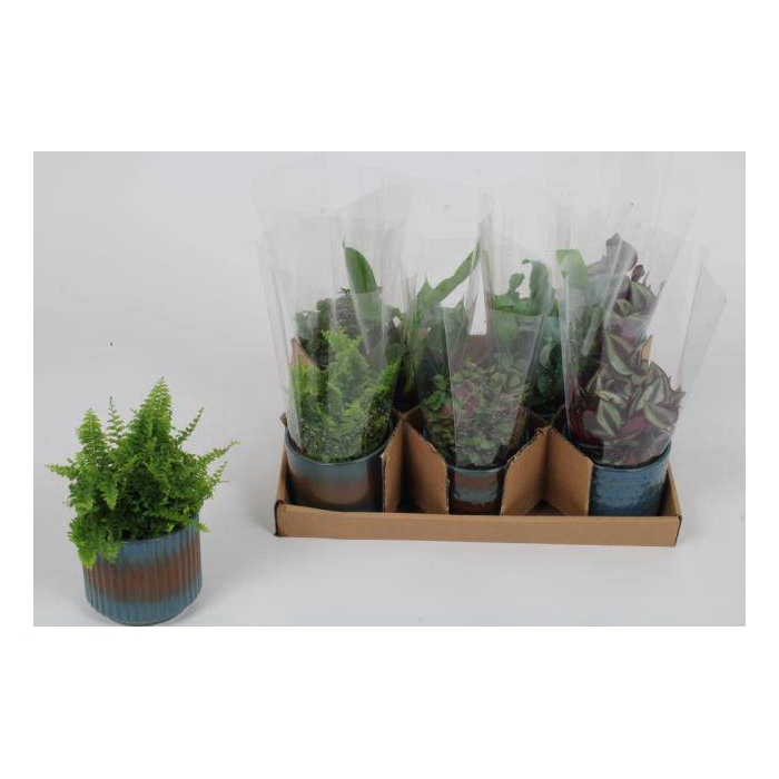 <h4>Plant mixed 9Ø 12cm</h4>