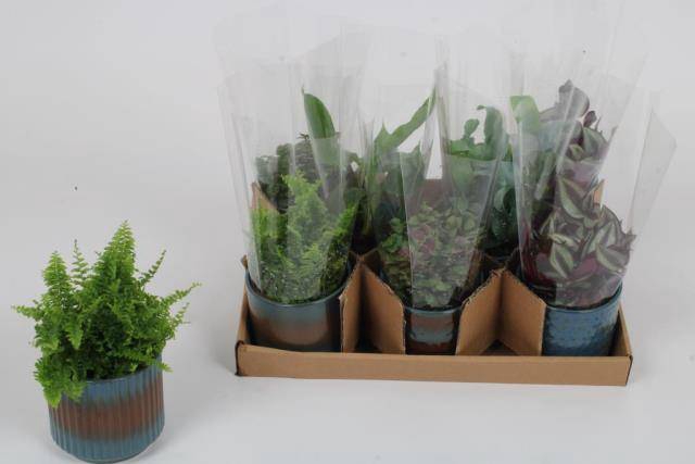 Plant mixed 9Ø 12cm