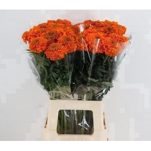 TAG E PROMISE ORANGE