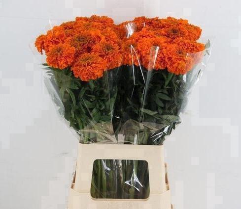 <h4>TAG E PROMISE ORANGE</h4>