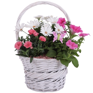 Spring Flower Arr. Outdoor Willow Basket with Handles Ø25cm 3PP