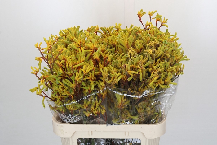 <h4>Kangaroo Paw Gold Fever Indoor</h4>