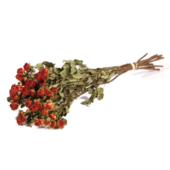 <h4>Roses Spray Natural Orange</h4>