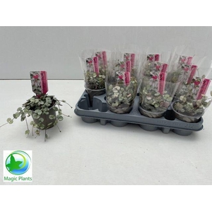 Ceropegia woodii 'Silver Glory'