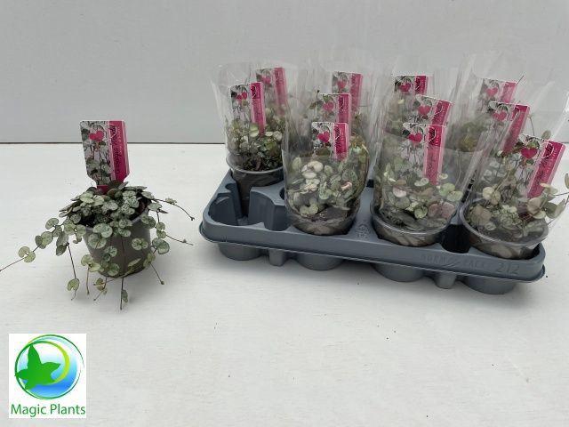 <h4>Ceropegia woodii 'Silver Glory'</h4>