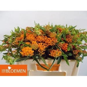 ASCL TUBEROSA