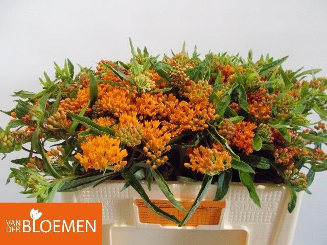 ASCL TUBEROSA