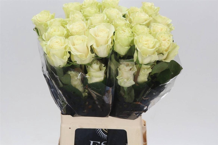 <h4>R Eq Mondial</h4>